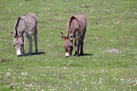 donkeys on pasture farm scene