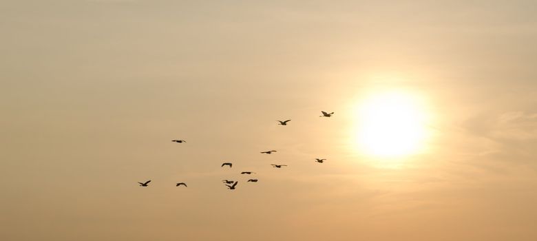 sunset and birds in the sky
