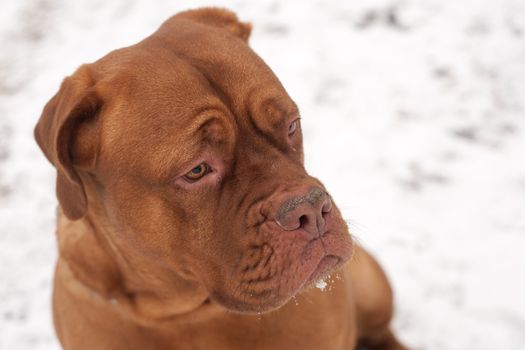 Dog portrait in the cold winter snow in a park