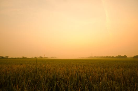 Sunrise on green rice farm  