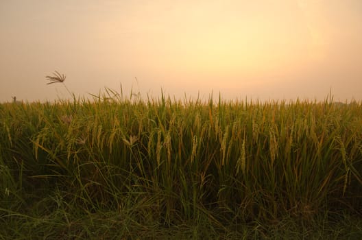 Sunrise on green rice farm  