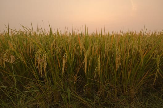 Sunrise on green rice farm  