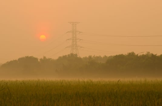 Sunrise on green rice farm  