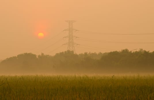 Sunrise on green rice farm  