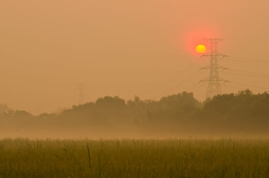 Sunrise on green rice farm  