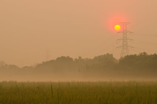 Sunrise on green rice farm  