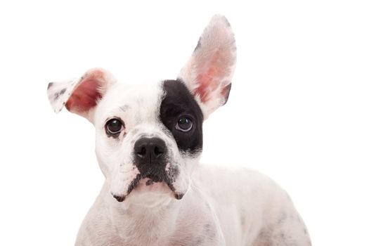 Crossbreed cute puppy in a studio having a great time