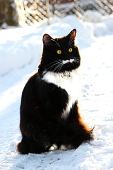 Handsome male black and white with a long mustache sitting in the snow