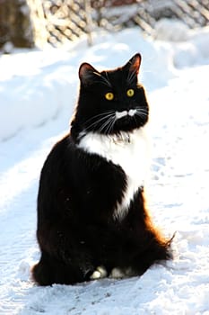 Handsome male black and white with a long mustache sitting in the snow