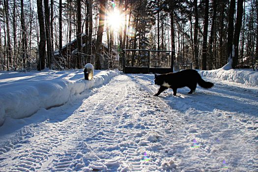 Beautiful winter, sunny landscape  with black cat