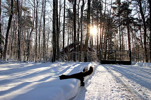 Beautiful winter, sunny landscape  with black cat