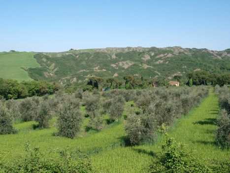 The landscape of the Val d’Orcia. Tuscany. Italiy