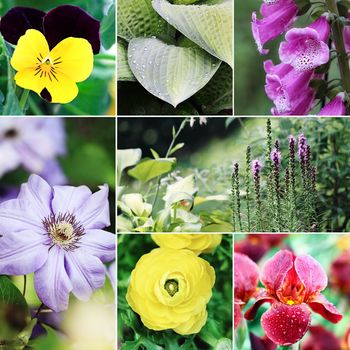 Beautiful variety of colorful flowers and plants collage.