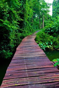 Rope walkway through the treetops in a rain forest