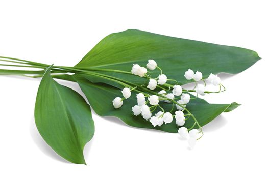 a bouquet of lilies isolated on white