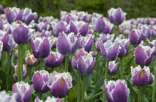 field with tulips on the floriade 2012 world horticultural expo