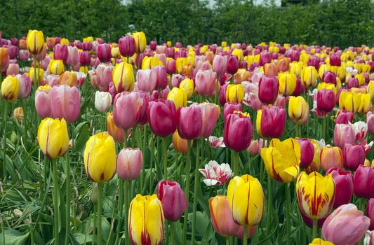 field with tulips on the floriade 2012 world horticultural expo