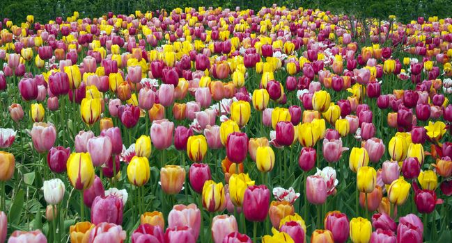 field with tulips on the floriade 2012 world horticultural expo