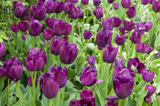 field with tulips on the floriade 2012 world horticultural expo