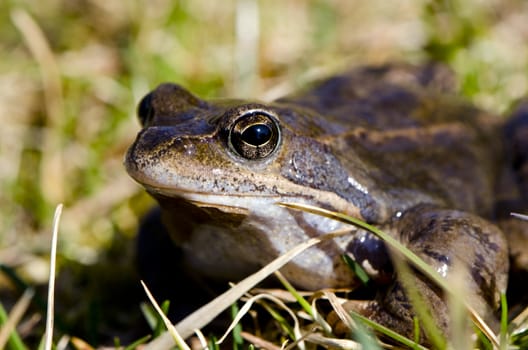 Frog eye macro closeup of wet amphibian animal between grass.