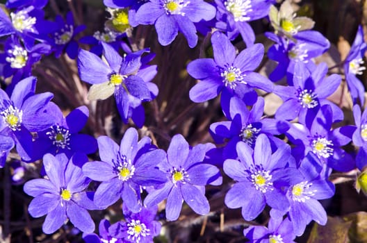 Background closeup hepatica blue flowers blooms. Nature beauty wake up in spring.