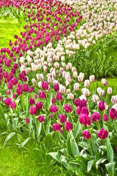 Beautiful purple and white tulips in spring garden