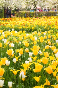 Park with yellow and white tulips in springtime with white blooming cherry trees in background