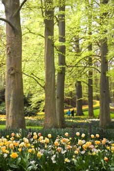 Park with tulips, daffodils and Frittilaria spring flowers under old beechtrees