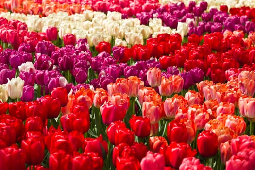 Tulips in spring background in red, purple, pink and white