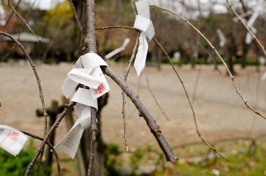 Omikuji are random fortunes written on strips of paper at Shinto shrines and Buddhist temples in Japan