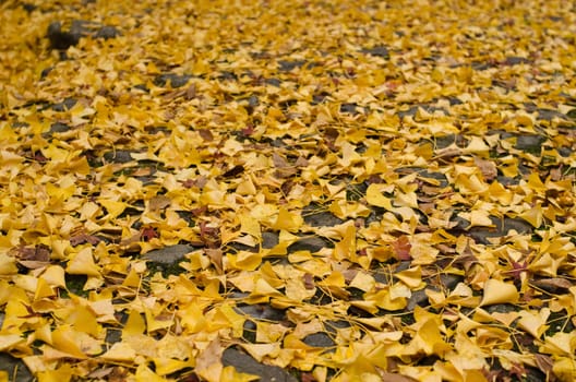 Background pattern of yellow ginkgo leaves on the ground in autumn
