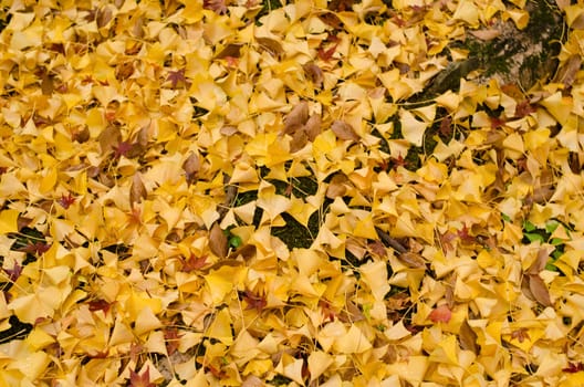 Background pattern of yellow ginkgo leaves on the ground in autumn