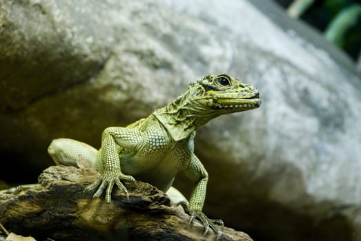 Green lizard resting on a rock.