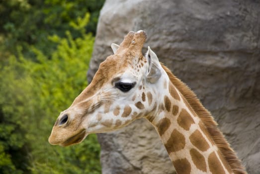 Giraffe photographed up close.