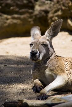 Kangaroo is resting on sand.