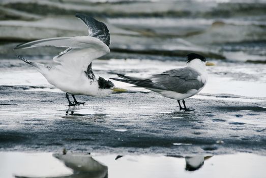 Two birds, standing on beach.