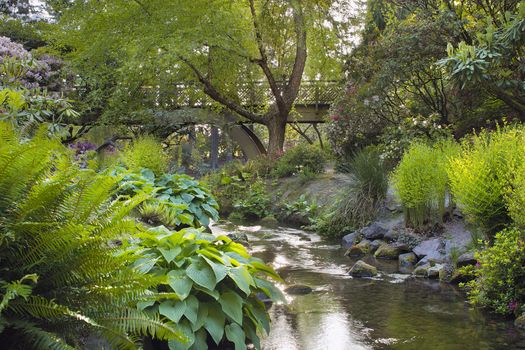 Stream Under the Wooden Bridge at Crystal Springs Rhododendron Garden in Portland Oregon