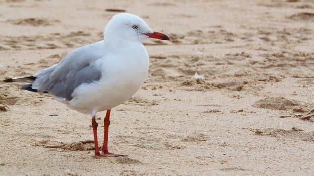 Pigeon bird standing on beach.