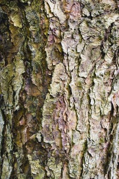 Chinese Paper Bark Birch Tree Texture Background