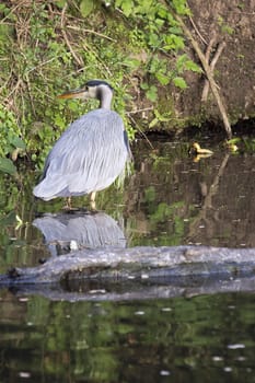 Great Blue Heron with Reflection in the water of Oregon Wetlands