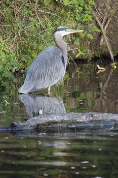 Great Blue Heron Standing in Water of Wetlands in Oregon