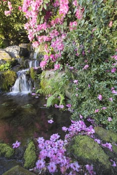 Rhododendron Flowers Blooming in Spring Season by Waterfall