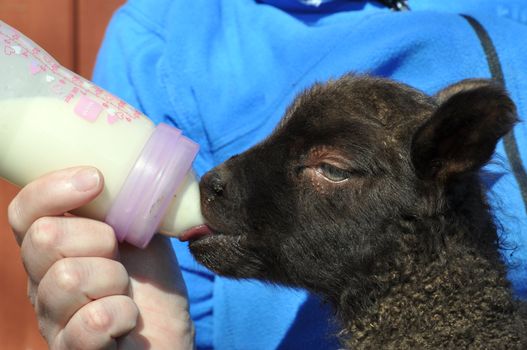A three day old lamb is hand fead from bottle.