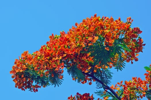 Blue sky, red flowers and green leaves, strong color contrast