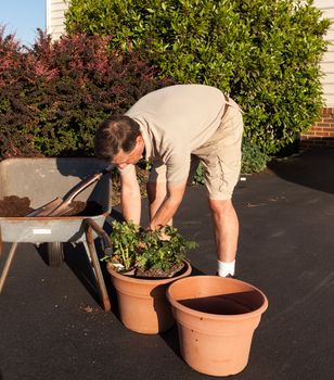 Senior male turning over dirt in wheelbarrow