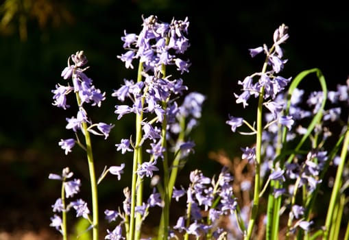 Bluebells (Hyacinthoides non-scripta)