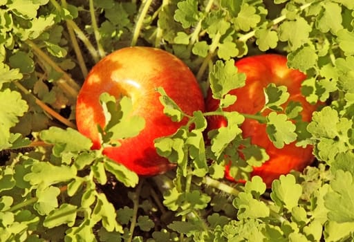 Two red apples lying in the green grass