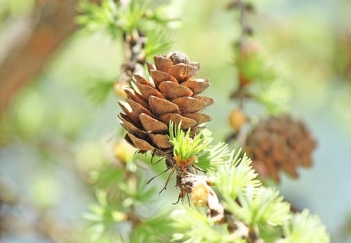 A cone on the branch of tree