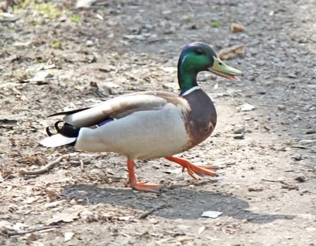 A drake is walking in the street