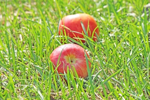 Two red apples in the green grass
